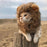 Hoopet Pet Cat Cap Funny Hat Lion Wig Hat Party Costume Accessory Head Wear