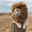 Hoopet Pet Cat Cap Funny Hat Lion Wig Hat Party Costume Accessory Head Wear