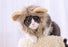 Hoopet Pet Cat Cap Funny Hat Lion Wig Hat Party Costume Accessory Head Wear